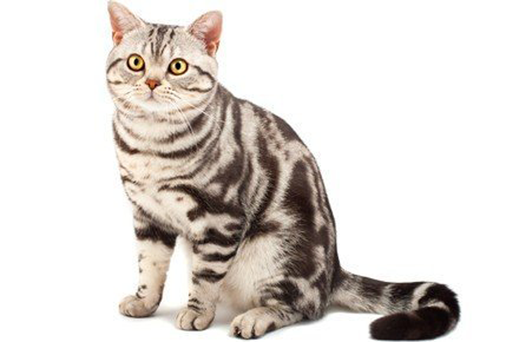 تصویر آمریکن شورت هیر (American Shorthair)